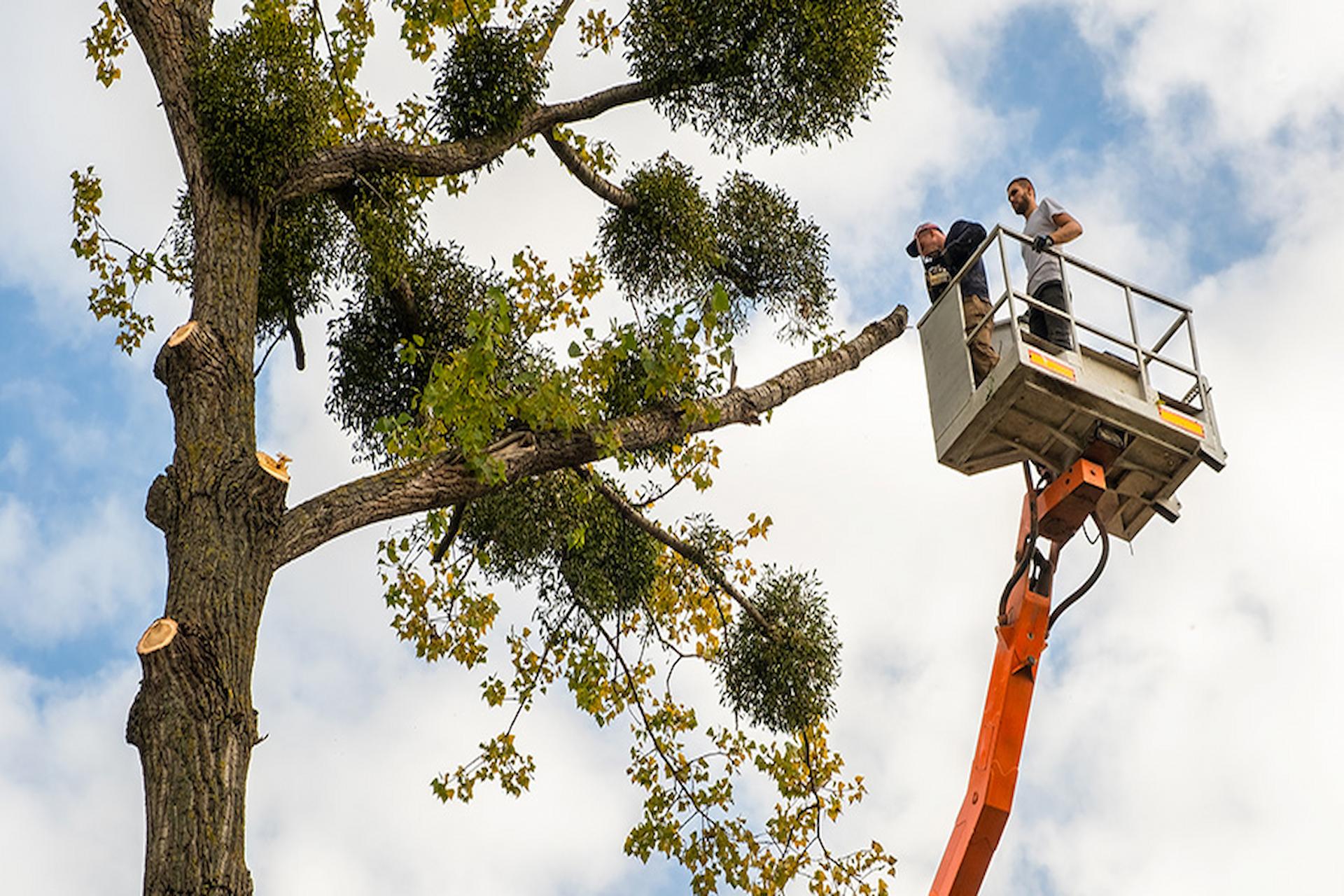 Tree Surgeons